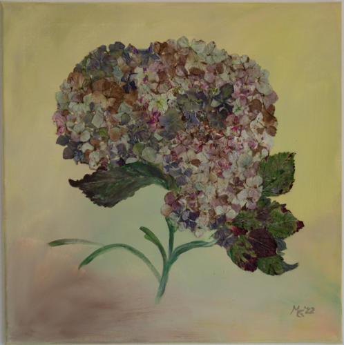 Hortensie 2021